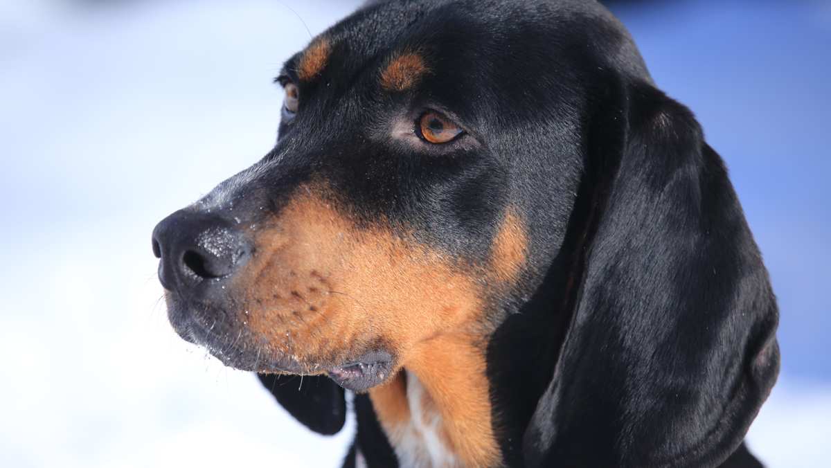 Black and Tan Coon Hound