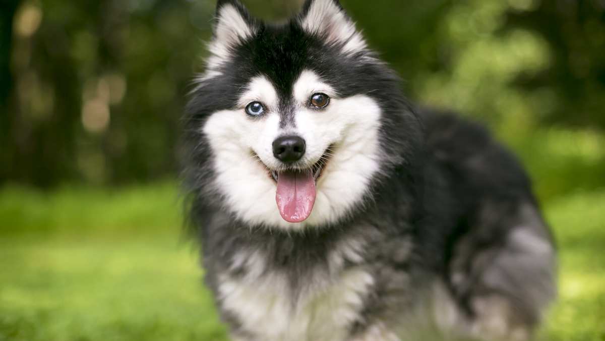 Black and White Alaskan Klee Kai with different colored eyes