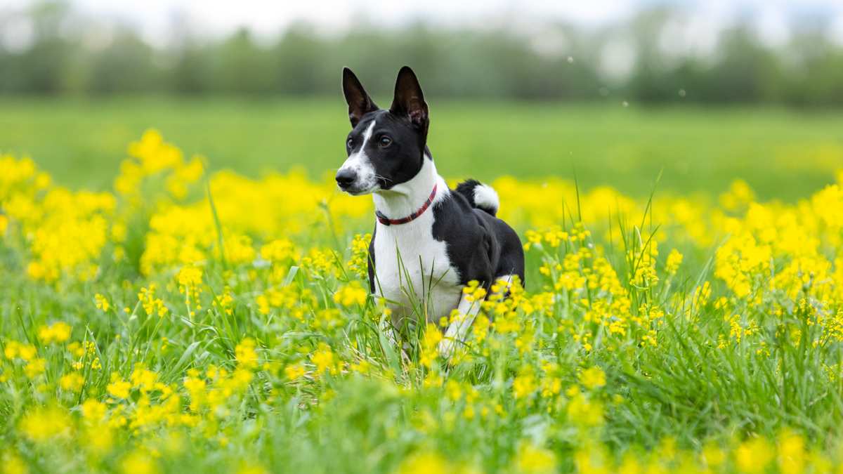 Black and White Basenji Enjoying a Field of Flowers