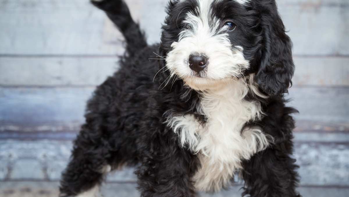 Black and White Bernedoodle Puppy