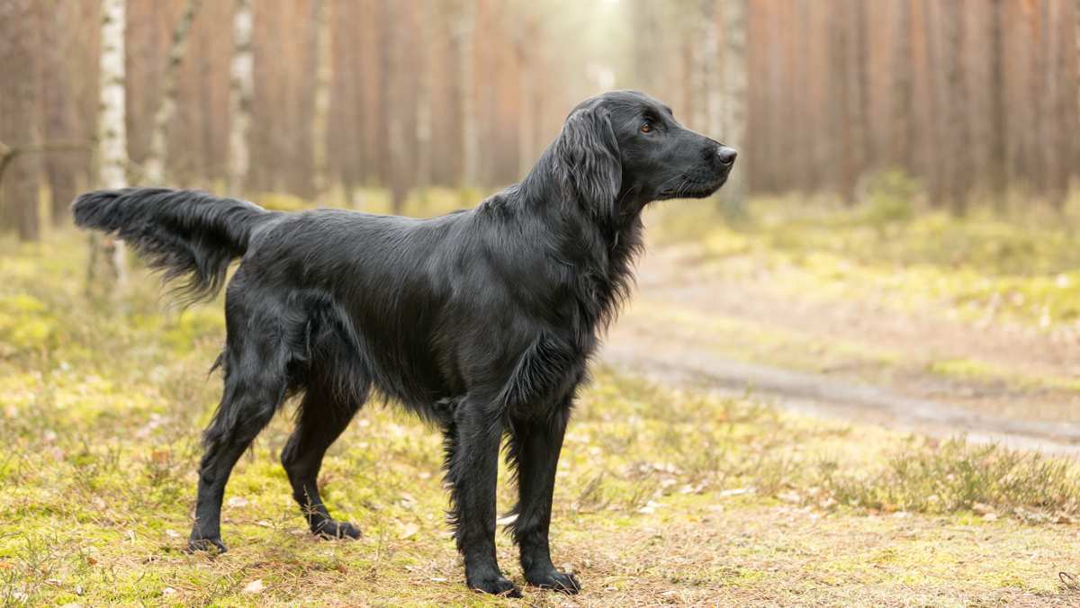 Black Flat coated Retriever in Forest