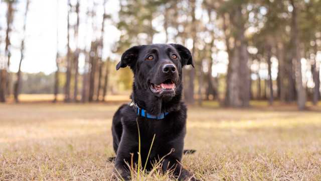 German Sheprador