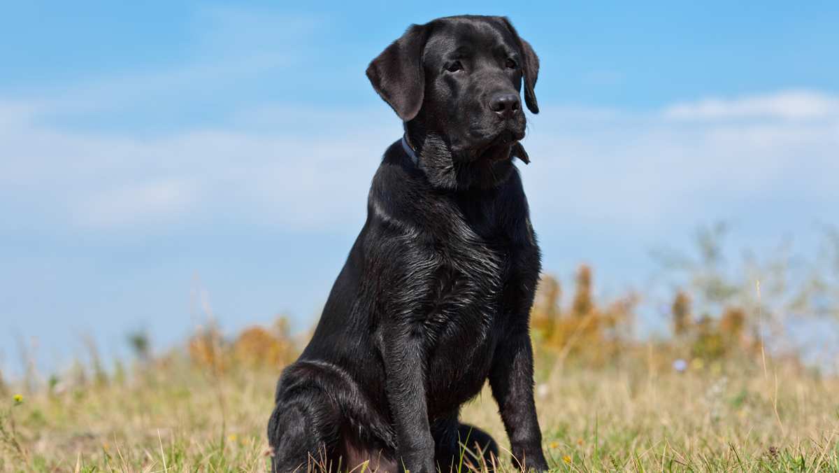 Black Lab in the Grass