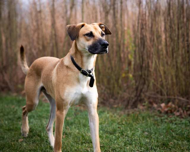 Solid Fawn Dogs Breeds Find Dogs By Coat Color Solid Fawn Dogs Breeds Find Dogs By Coat Color