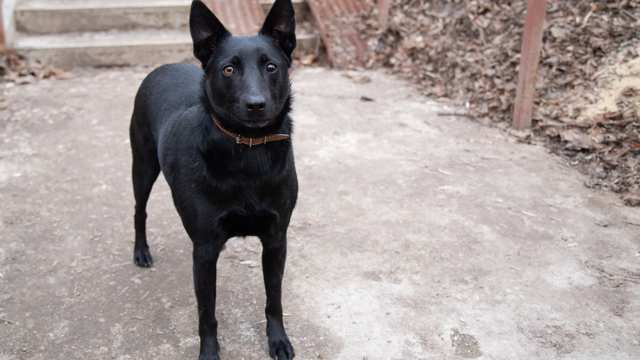 Danish elkhound hot sale