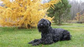 Black Russian Terrier Grooming