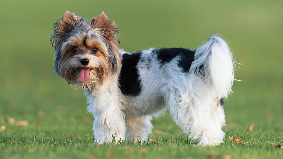 Black, Tan, and White Biewer Terrier