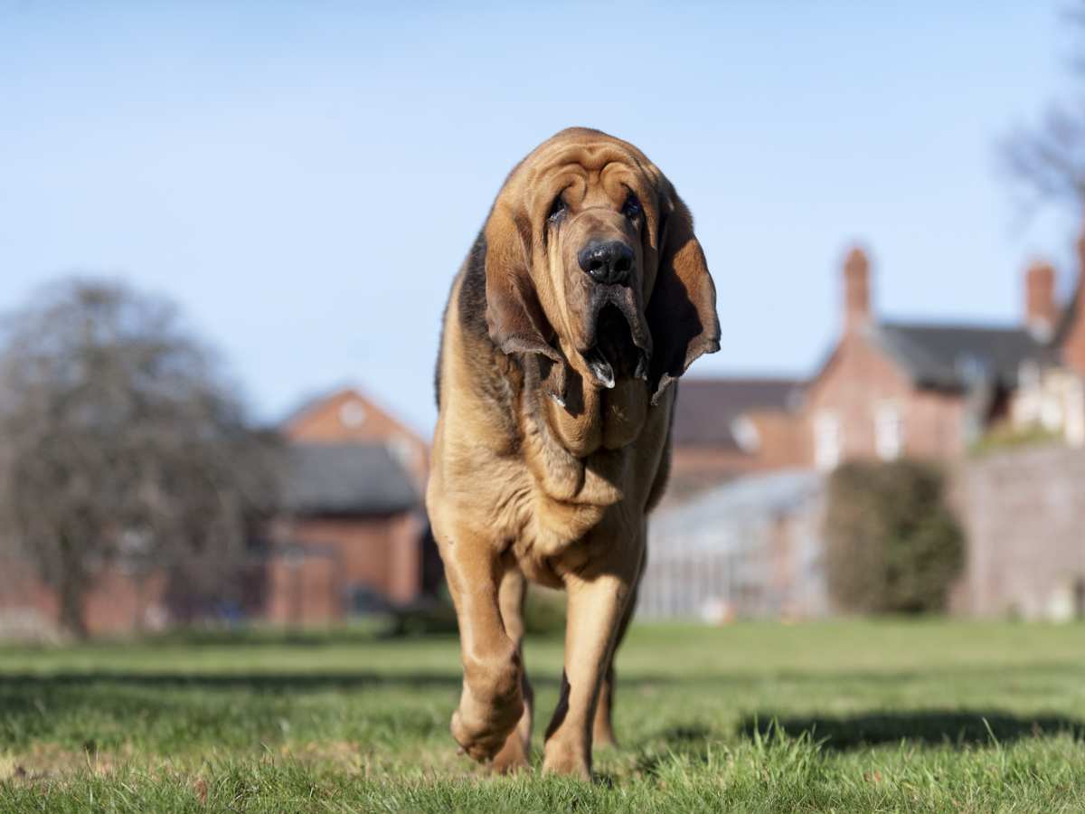 Clearance famous bloodhound names Hot Sale