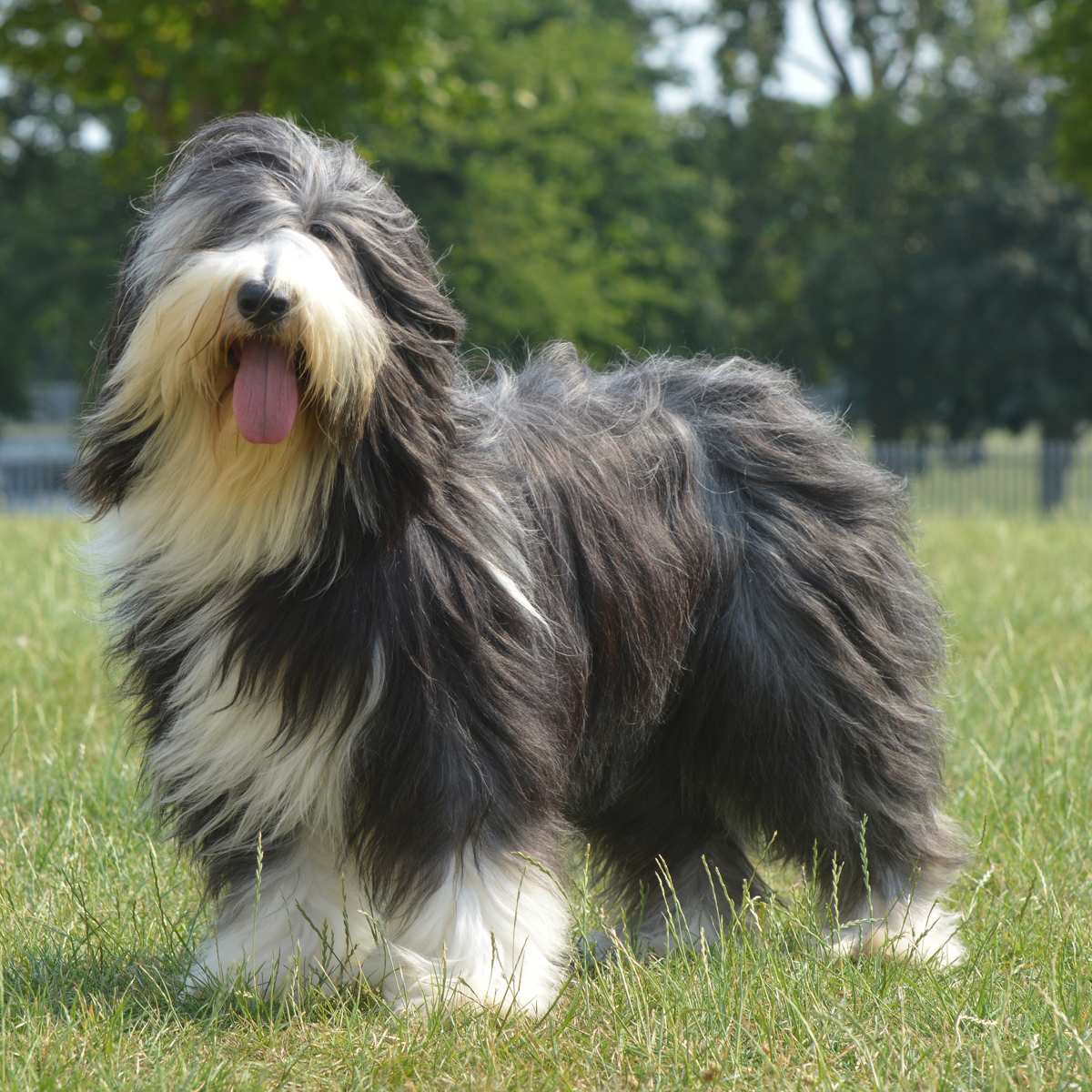 Bearded Collie Grooming How to Groom A Bearded Collie