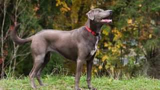 Blue Lacy Care