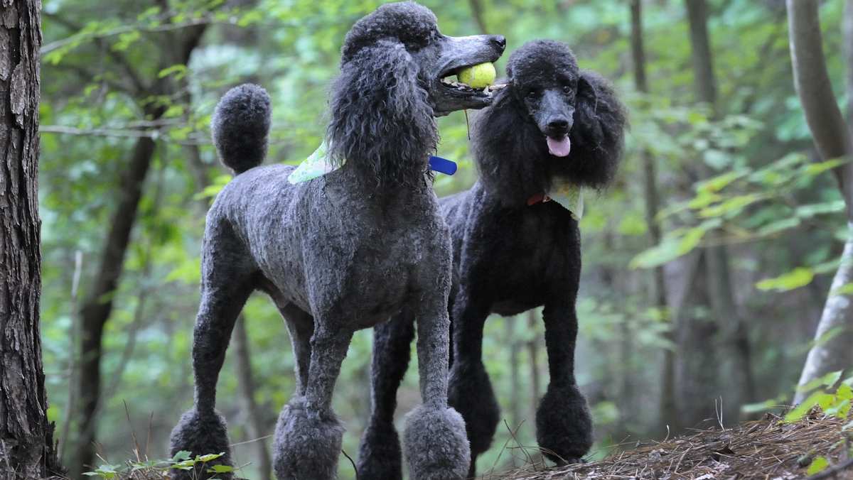 Two Blue Standard Poodles Playing Tennis