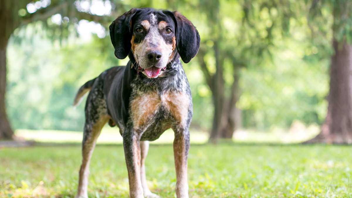 Bluetick Coonhound standing outside