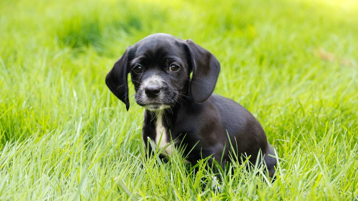 Black Bocker Puppy