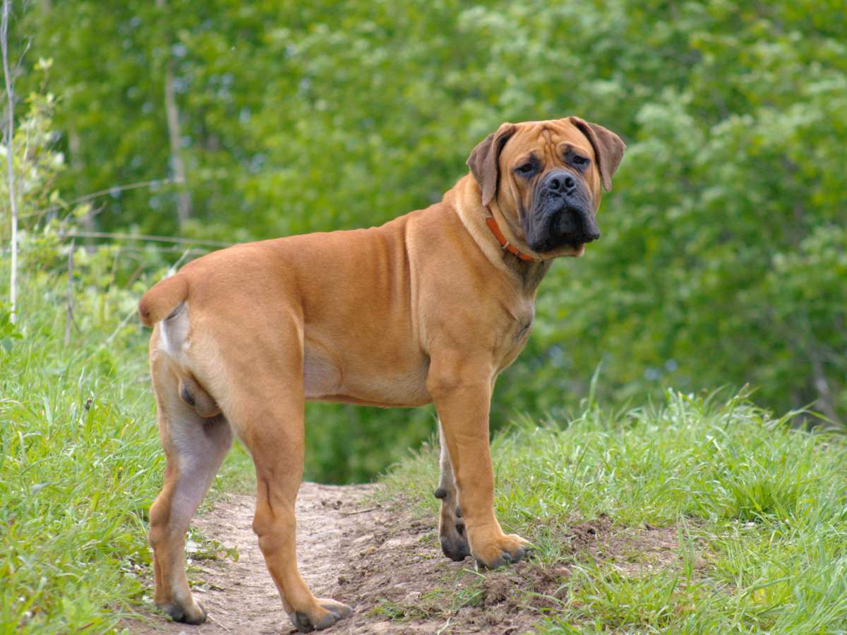 All about hot sale boerboel dogs