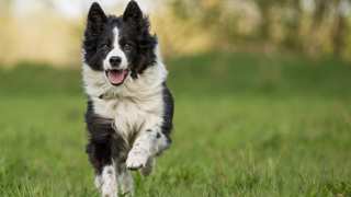 Border Collie Pictures