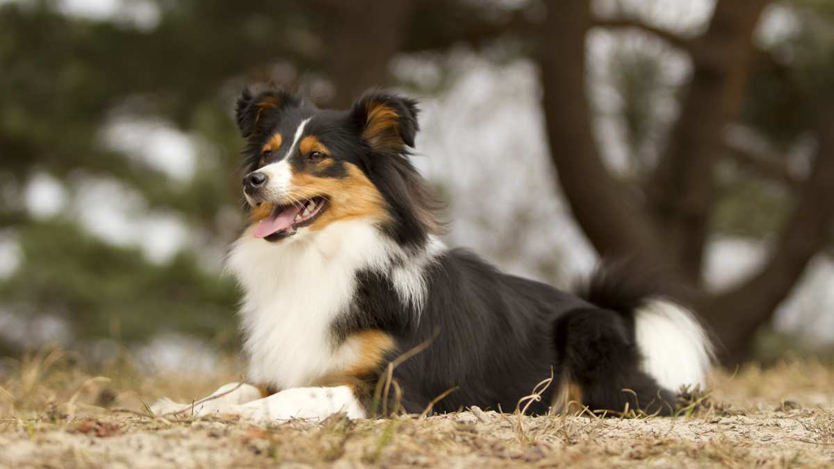 Border Sheepdog