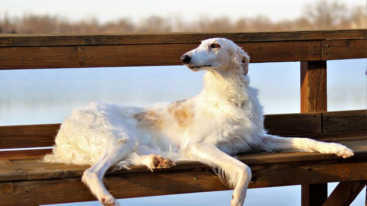 Borzoi Resting on a Bench