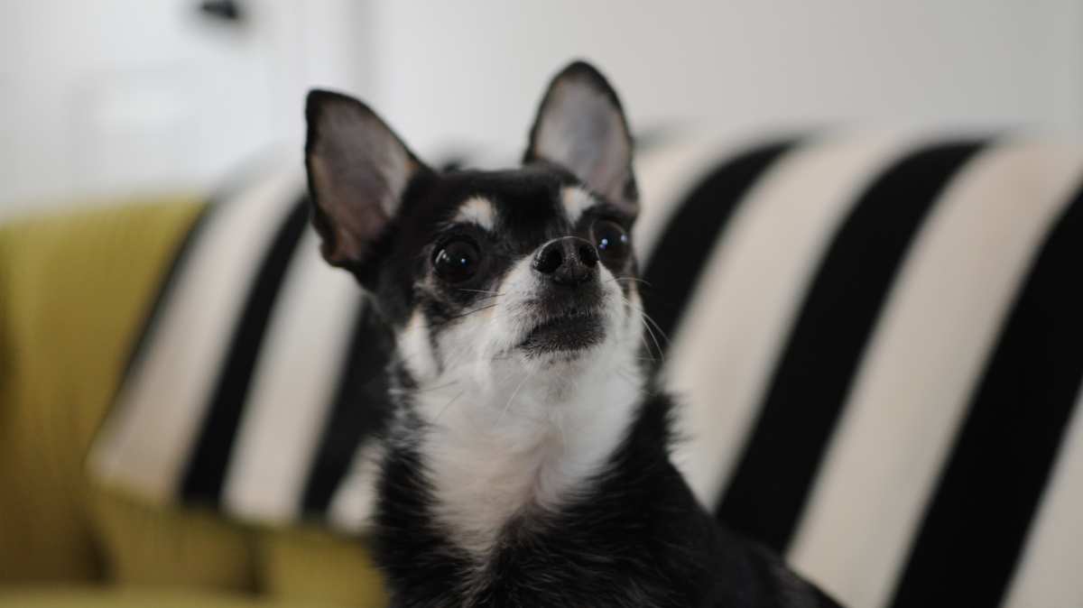 Black & White Boston Terrier Chihuahua Mix