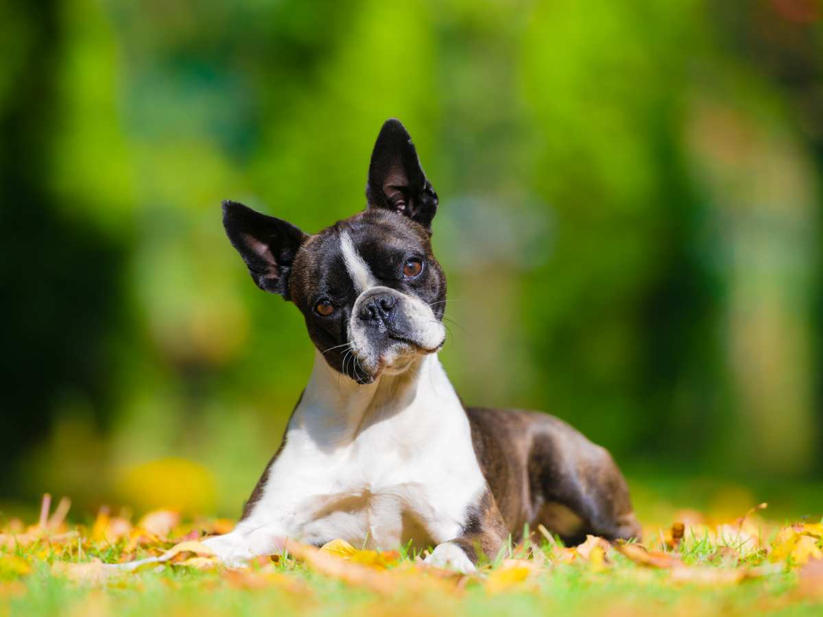 Boston Terrier Dog Breed Information Pictures More