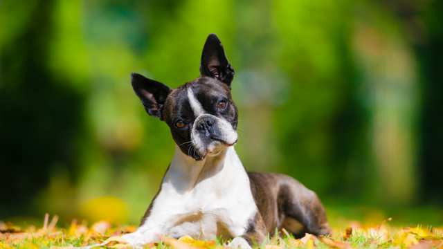 Boston Terrier