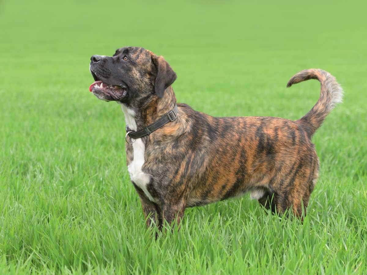 Lost Brindle Boxer Named Nitro Found In Lee's Summit - View #9