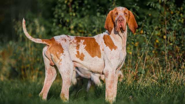 Bracco Italiano