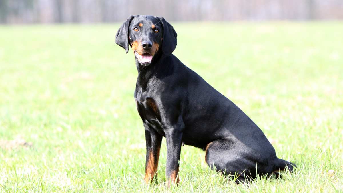 Brandlbracke Dog Breed » Everything About Austrian Black And Tan Hound