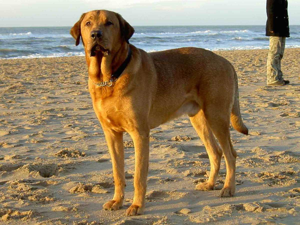Broholmer Dog Breed Information Pictures More