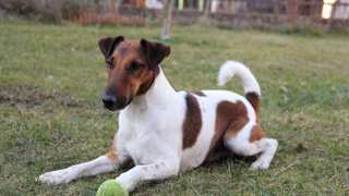 Smooth Fox Terrier Care