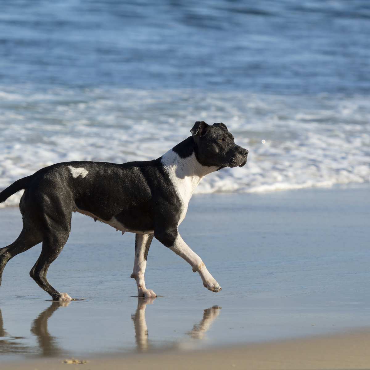 HOT Arab Dog Breed Bull Arab Cross Greyhound Hot Bull Arab