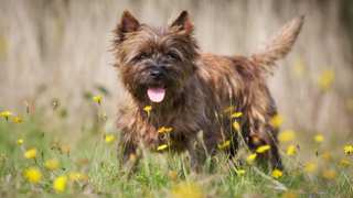 Cairn Terrier Care
