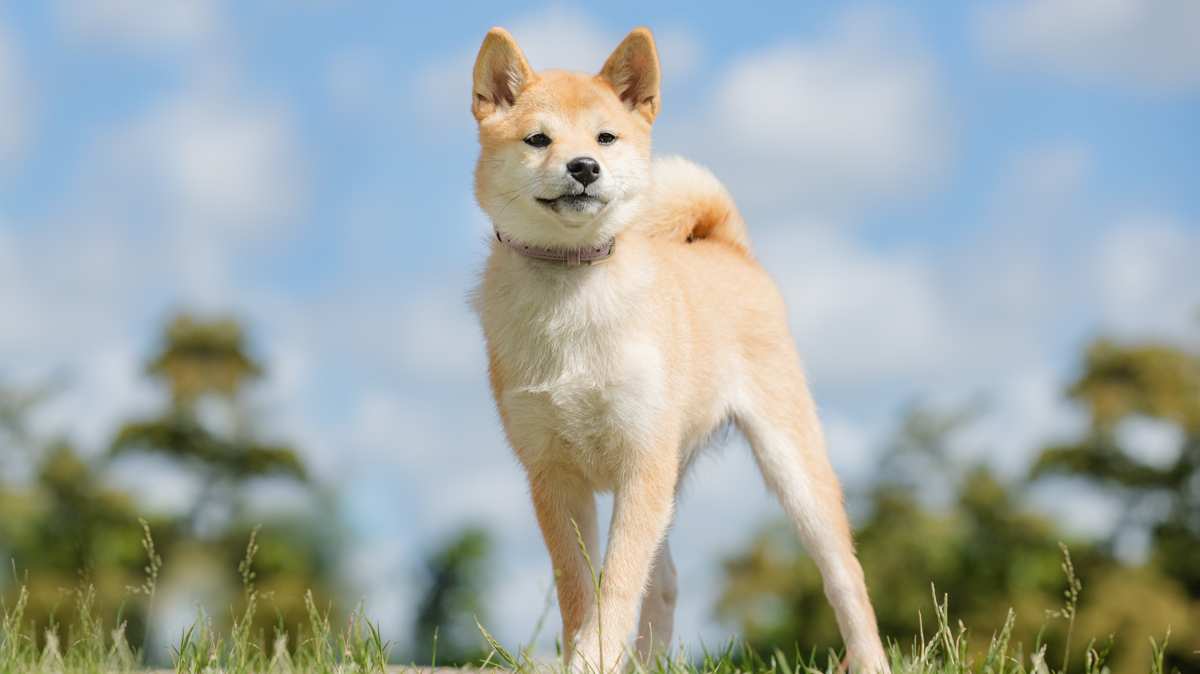 Canaan Dog