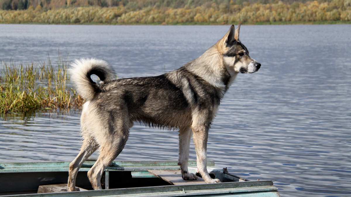 Canadian Eskimo Dog