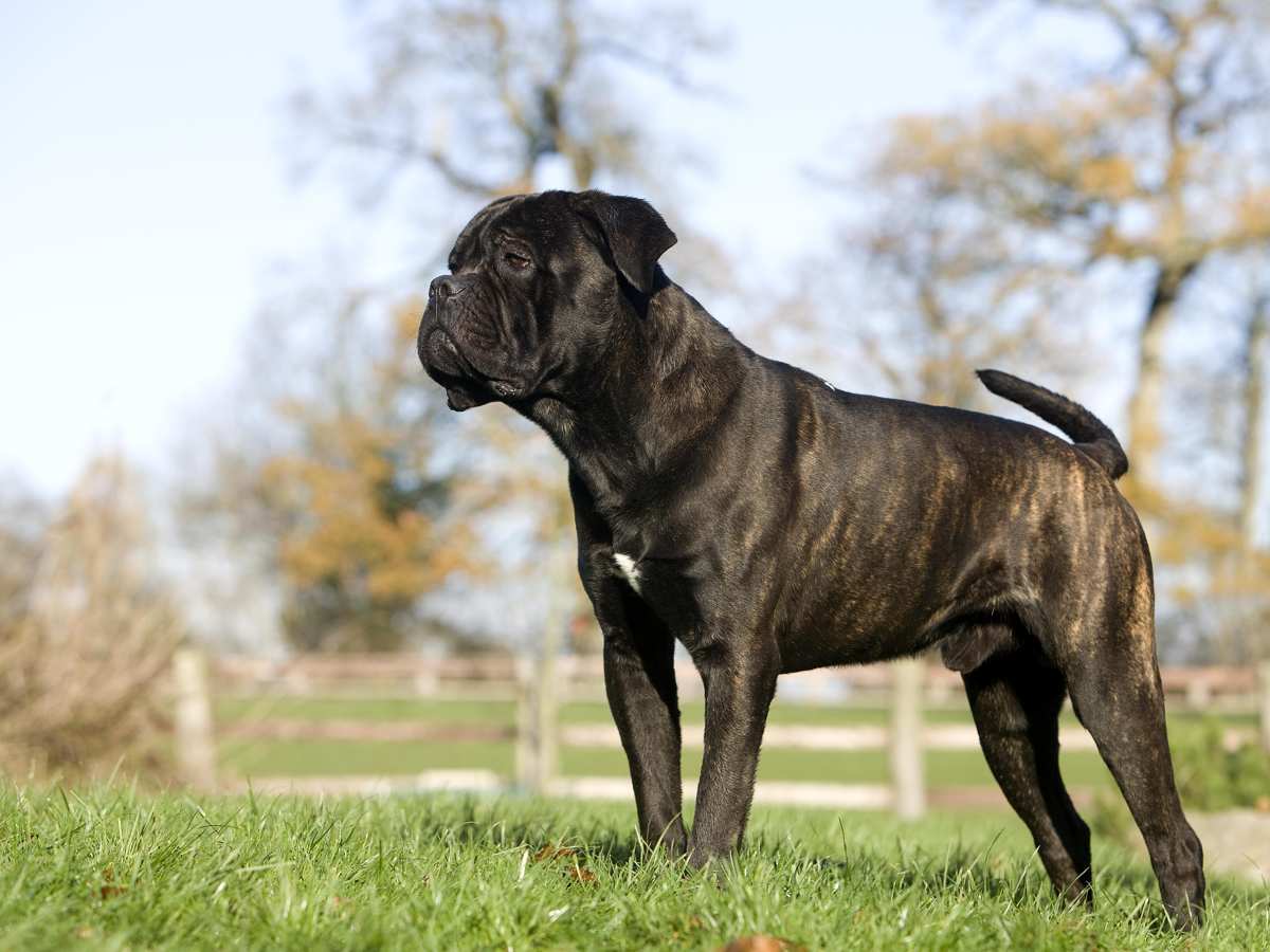 Cane Corso, Weight, Colors, History, Temperament, & Facts 