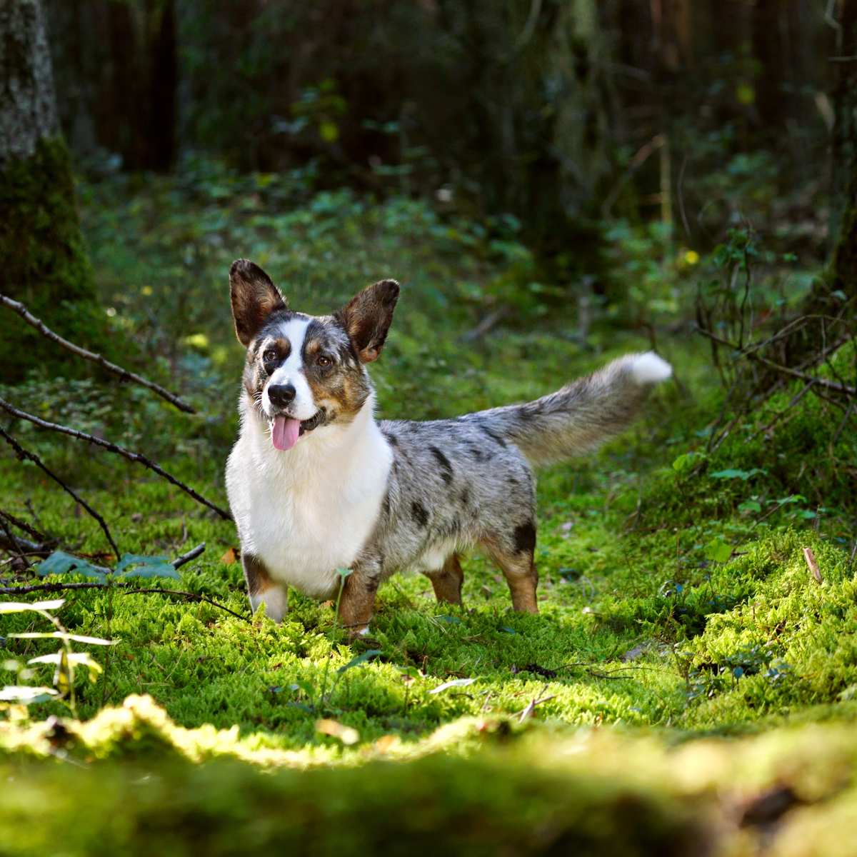 cardigan-welsh-corgi-cww-sz6.jpg