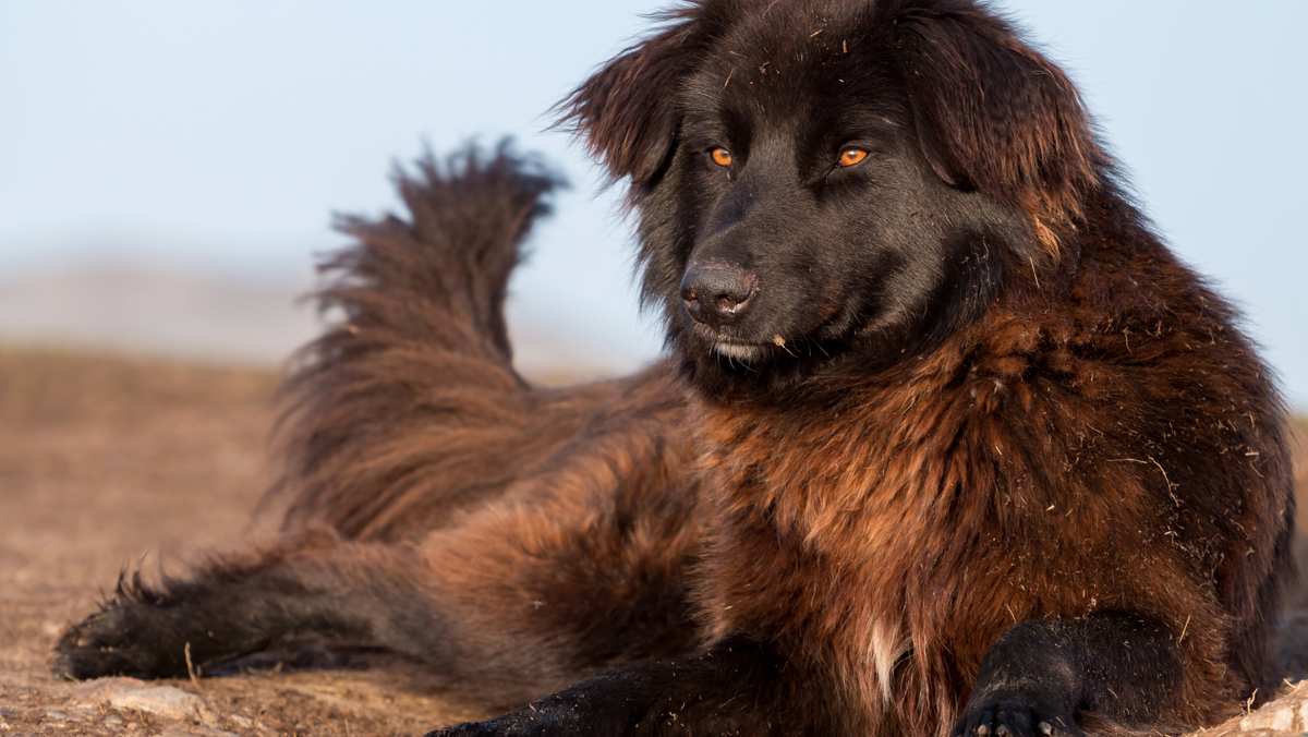 Black Carpathian Shepherd Dog