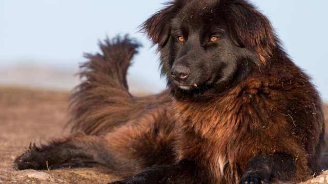 Carpathian Shepherd Dog