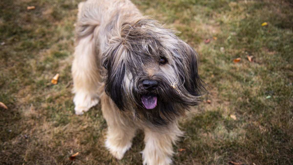 Catalan Sheepdog