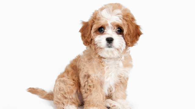 Cavapoo