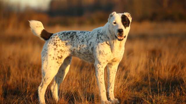 Central Asian Shepherd Dog