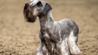 Cesky Terrier Grooming