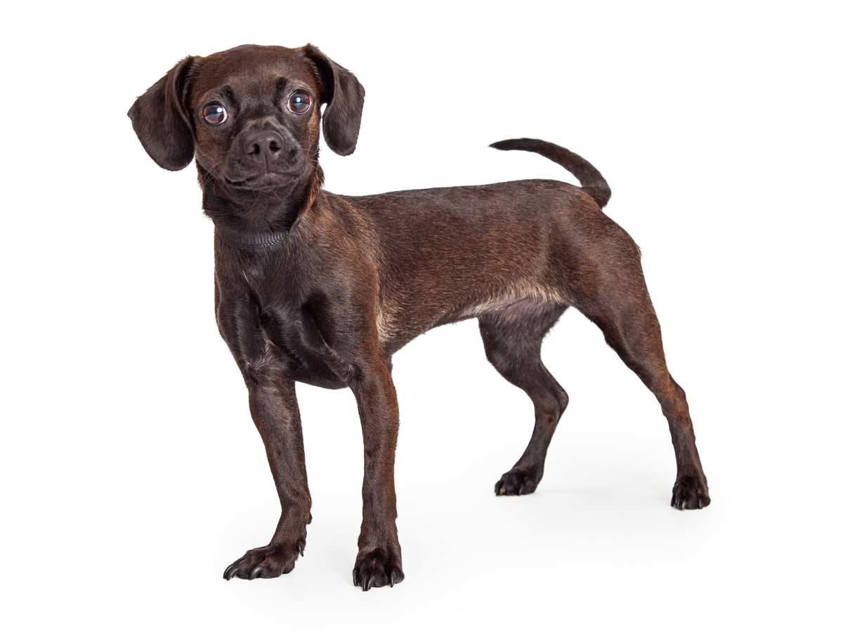 Beagle Mix Breeds: 18 Popular Beagle Mixes You Can Adopt Today 7 Chihuagle