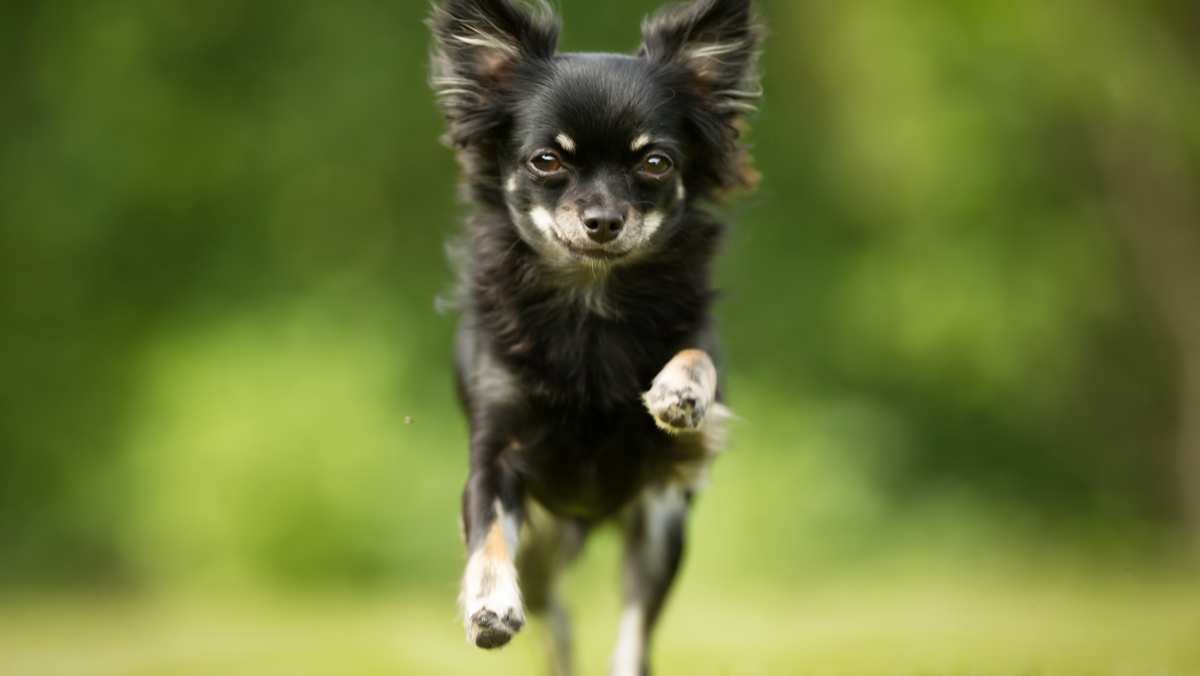 Chihuahua Running in Grass