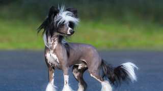 Chinese Crested Grooming