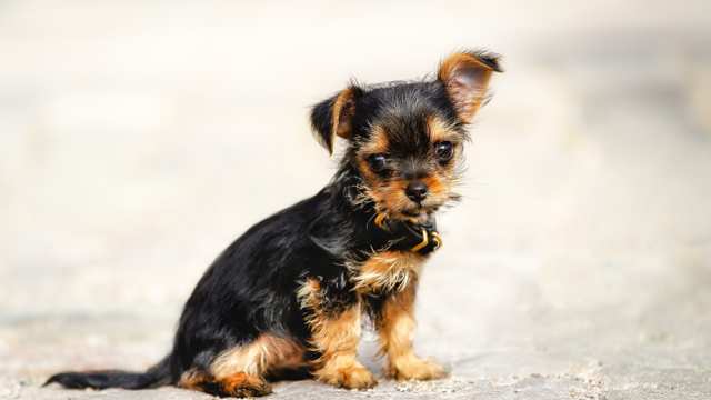 Chorkie