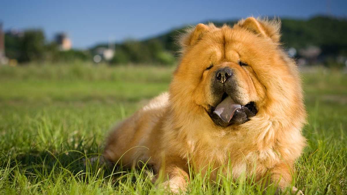 Red Chow Chow Resting Outside