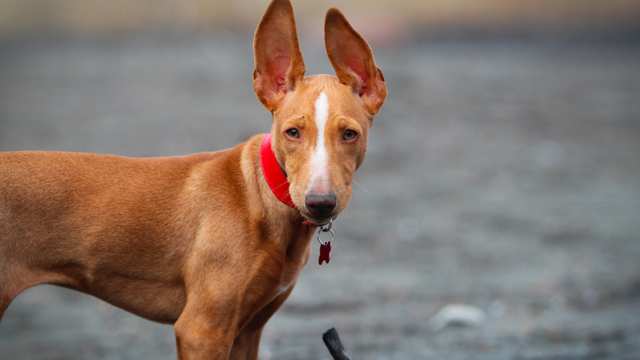 Cirneco Dell'etna Cirneco Dell'etna
