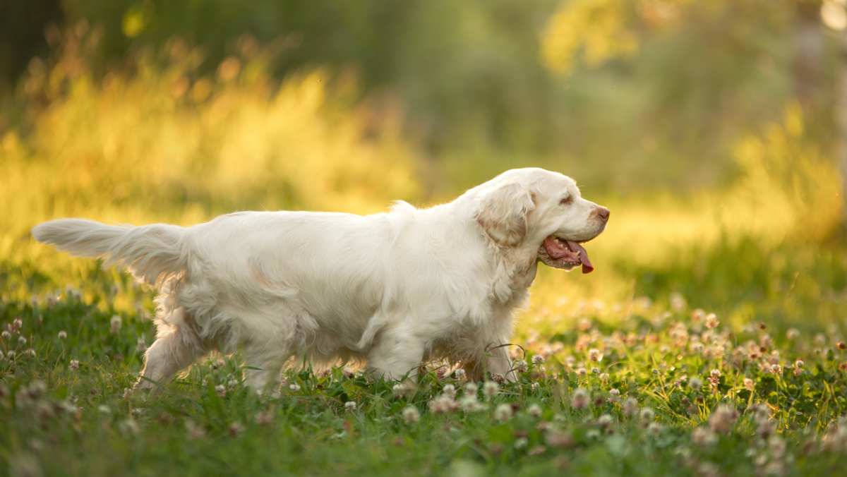 Clumber Spaniel Enjoying Outside