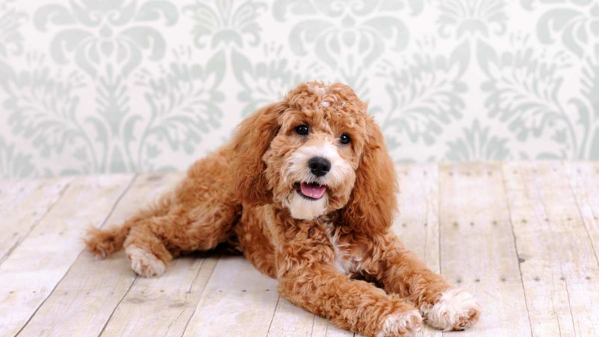 Red Cockapoo Lying Down