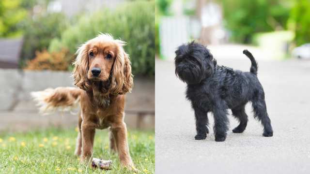 Affen Spaniel